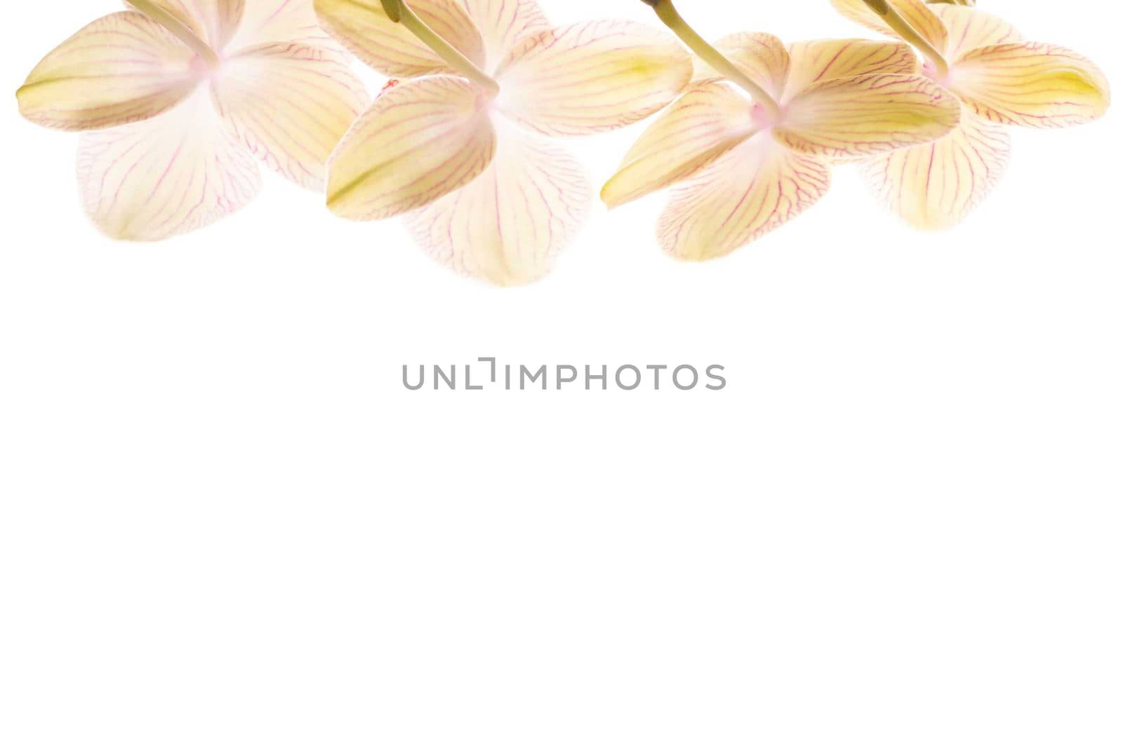 Beautiful tender yellow orchid branch isolated on white background. Flower banner with copy space.