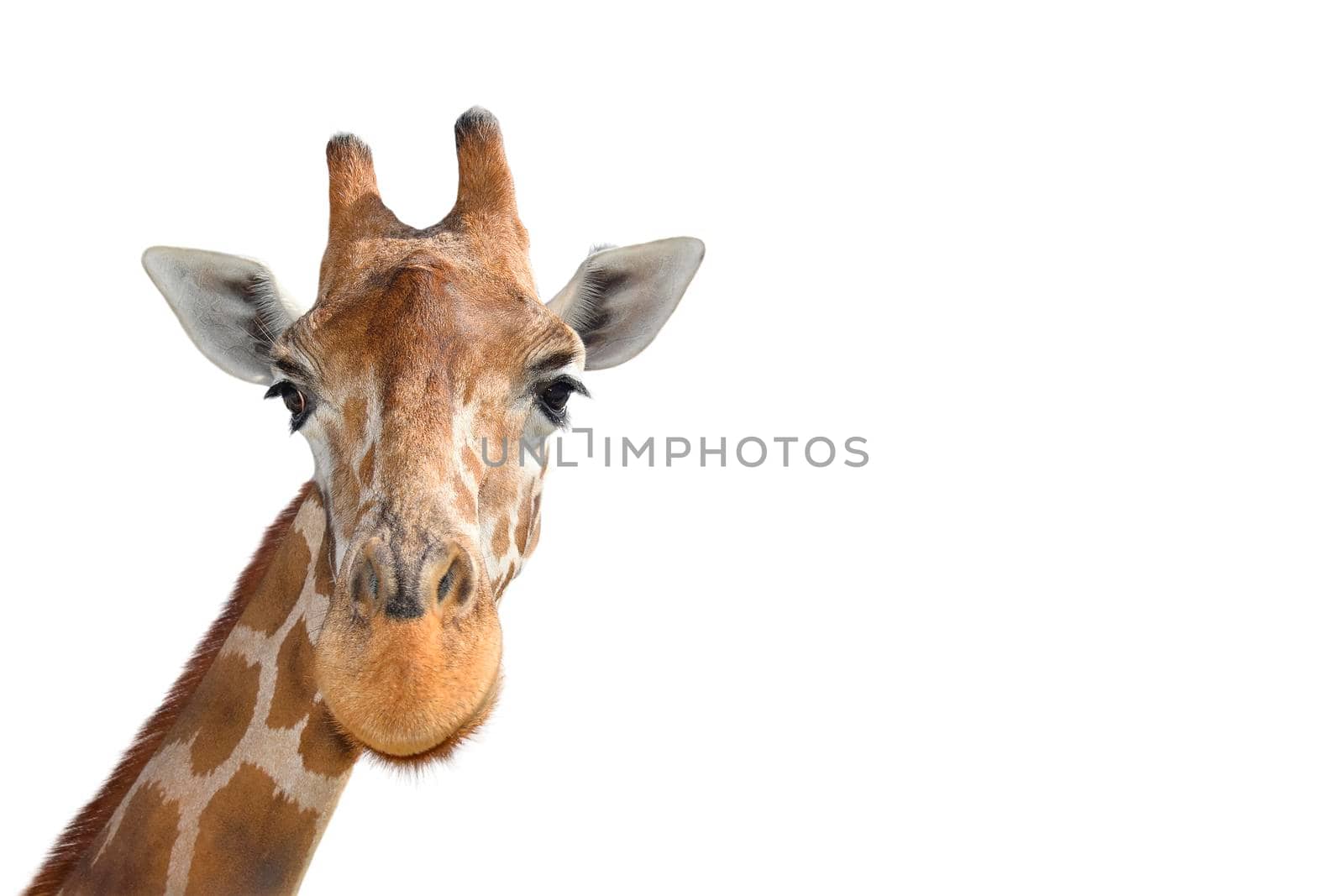 Portrait of Young funny giraffe standing close up on white background. Funny giraffe head close up. Zoo animals isolated. Copy space