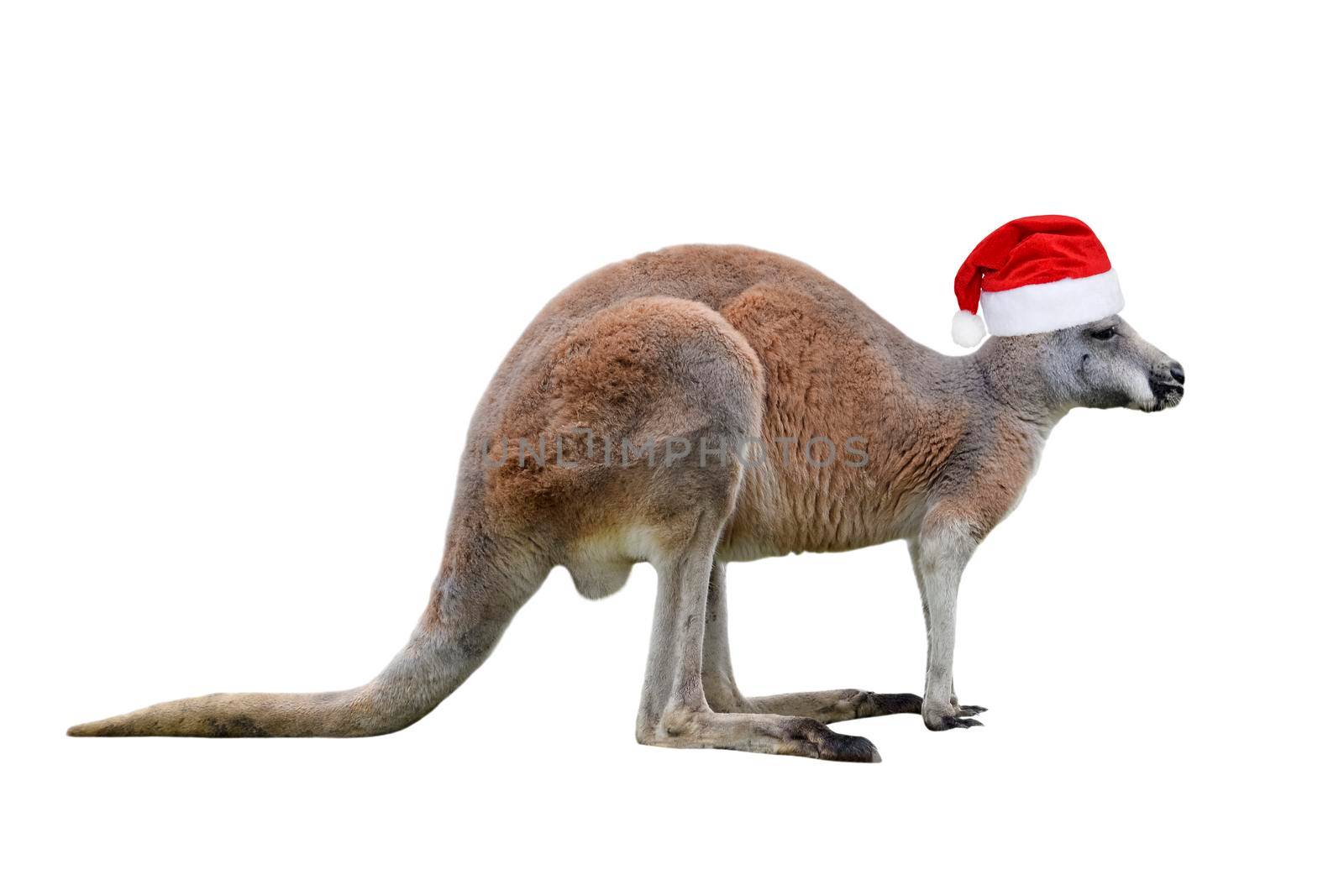 Male kangaroo in Christmas hat isolated on white background. Big kangaroo full lengths, front view. The kangaroo is a marsupial from the family Macropodidae.