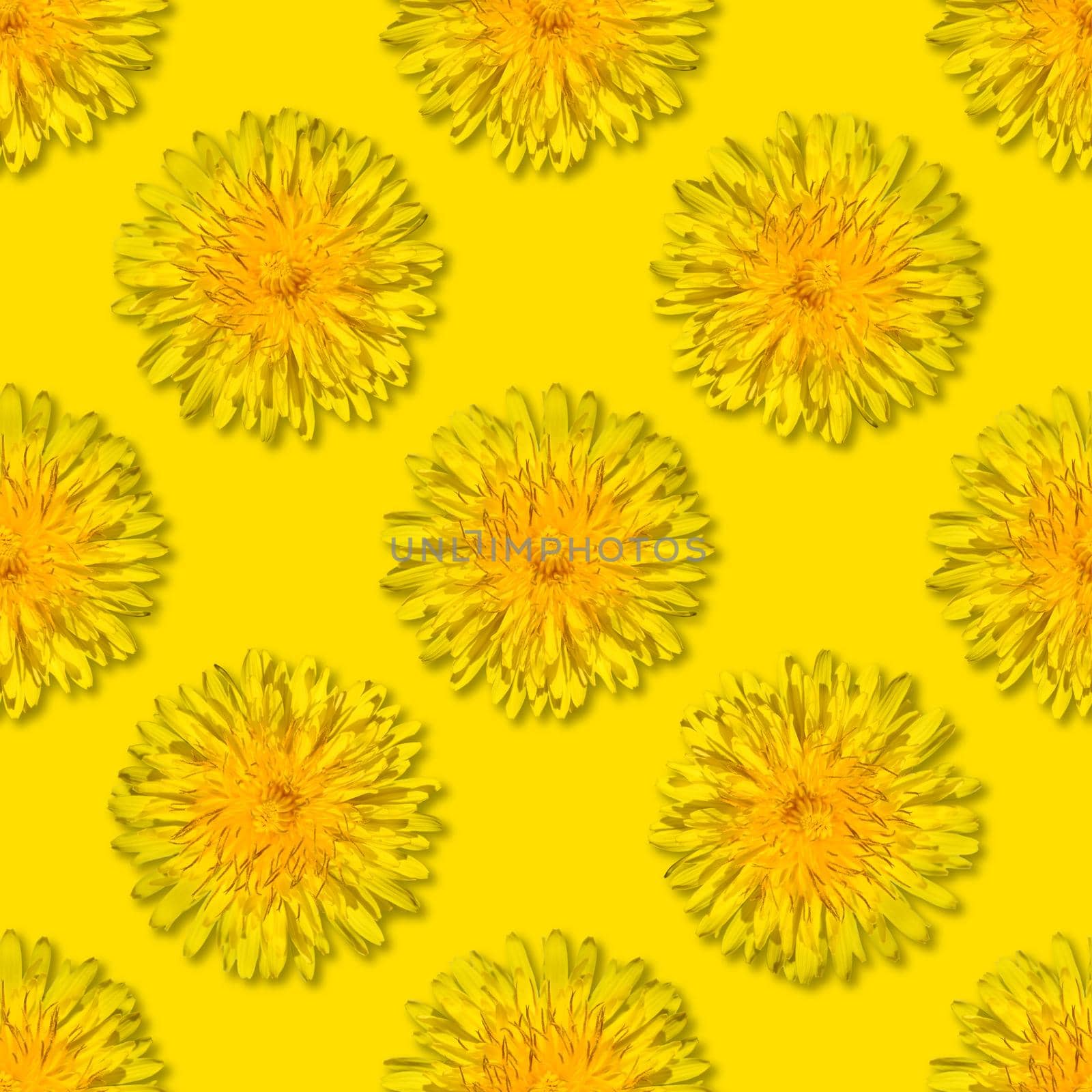Seamless yellow flower patterm on yellow background. Dandelion flower summer background close up.