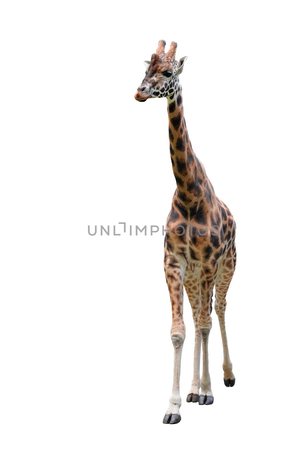 Young funny giraffe standing full length isolated on white background. by esvetleishaya