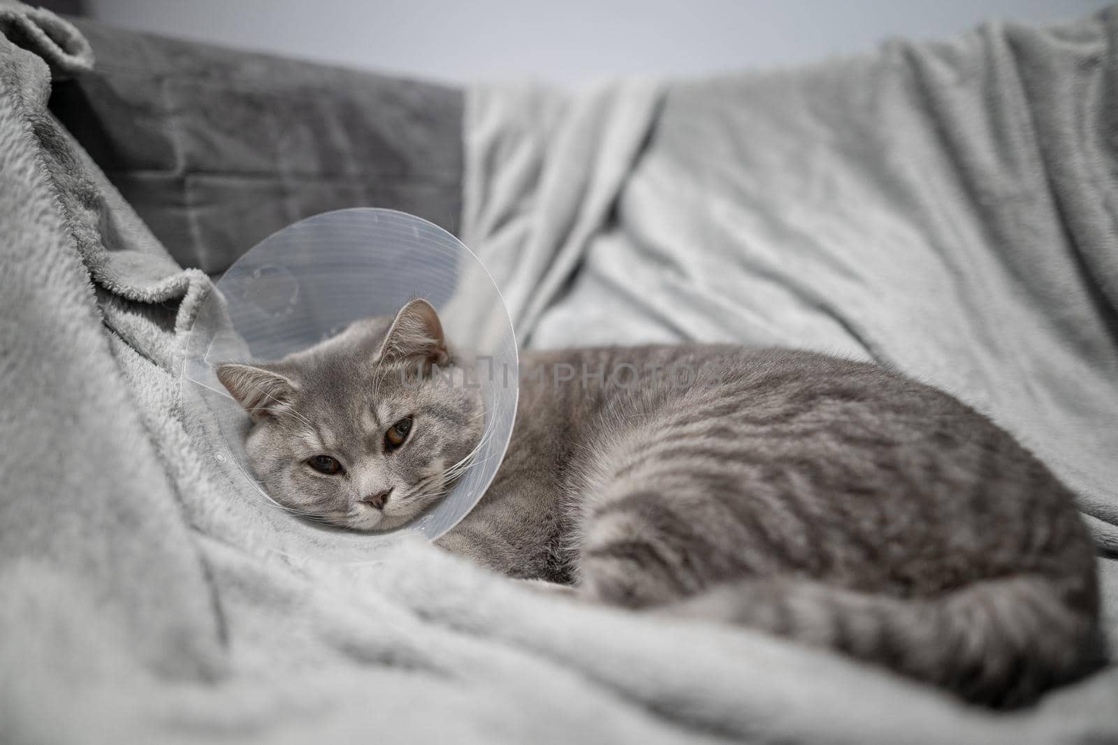 A gray Scottish straight-eared cat in a platsik veterinary collar after surgery lies sad at home on the couch. Exhausted British breed cat with vet Elizabethan collar to prevent licking wounds at home