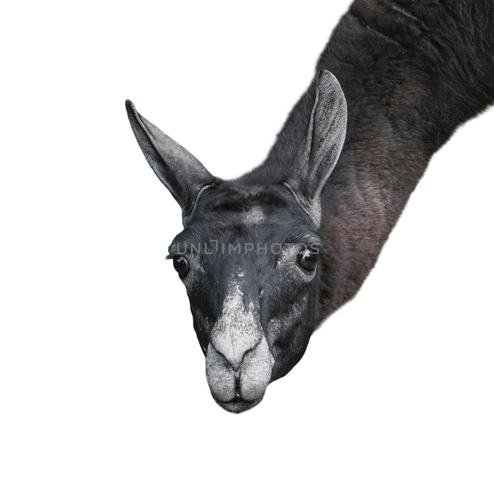 Funny llama or alpaca isolated on white background. Zoo animals