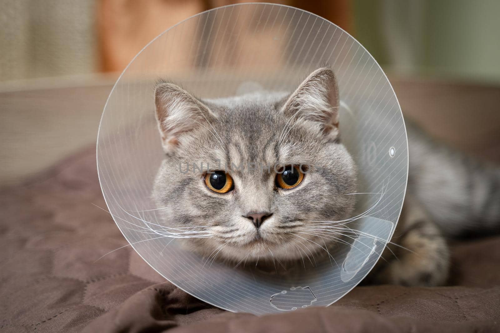 Domestic gray British Shorthair cat with orange eyes in a protective collar at home on the couch after surgery. The topic is medicine and the protection of pets. The cat is resting after castration.