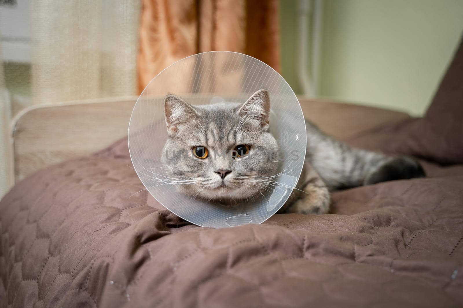 A gray Scottish straight-eared cat in a platsik veterinary collar after surgery lies sad at home on the couch. Exhausted British breed cat with vet Elizabethan collar to prevent licking wounds at home