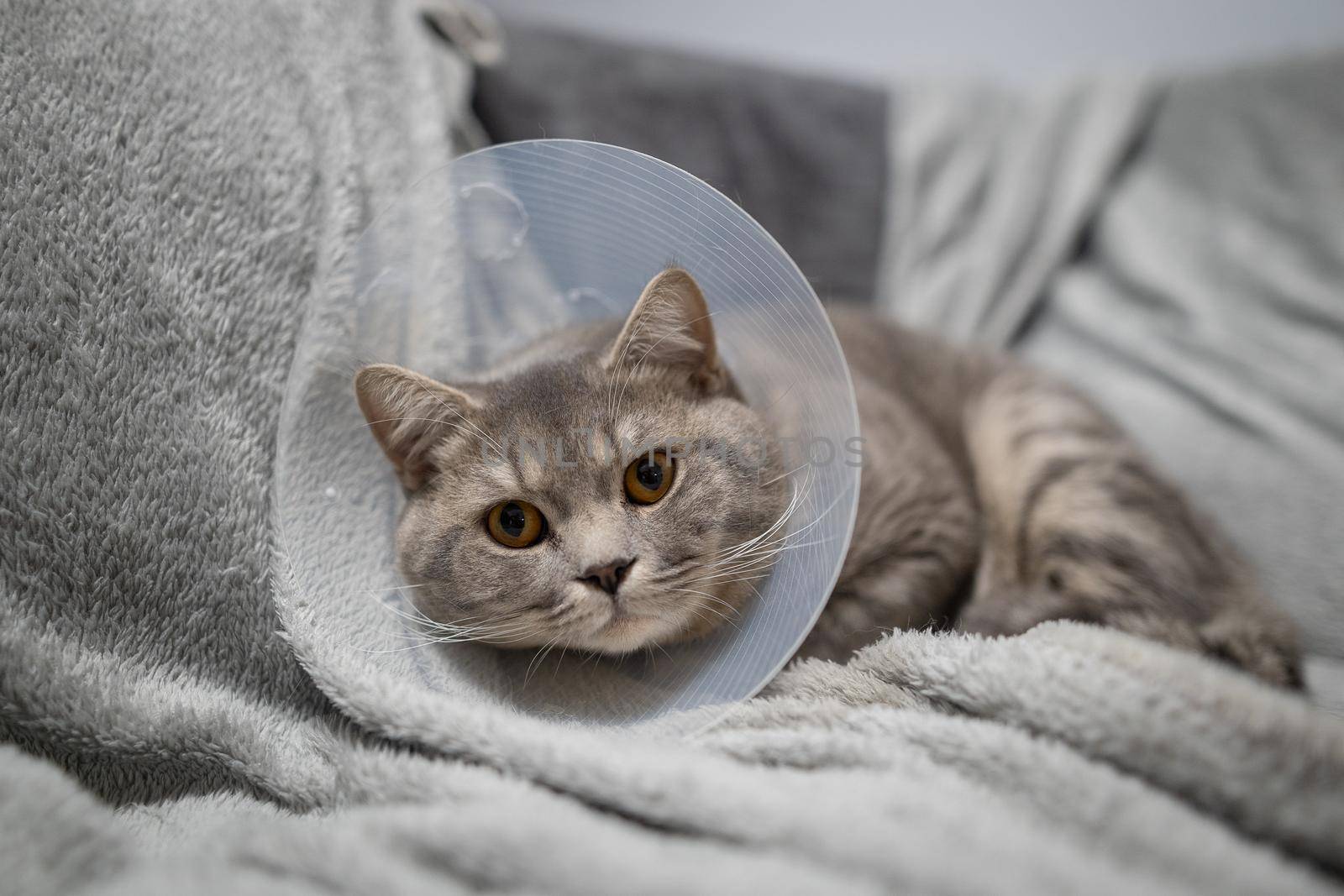 Sick gray Scottish Straight breed cat wearing pet medical collar cone Elizabethan collar to avoid licking at house. British cat after surgery at home on couch wearing protective plastic cone on head by Tomashevska