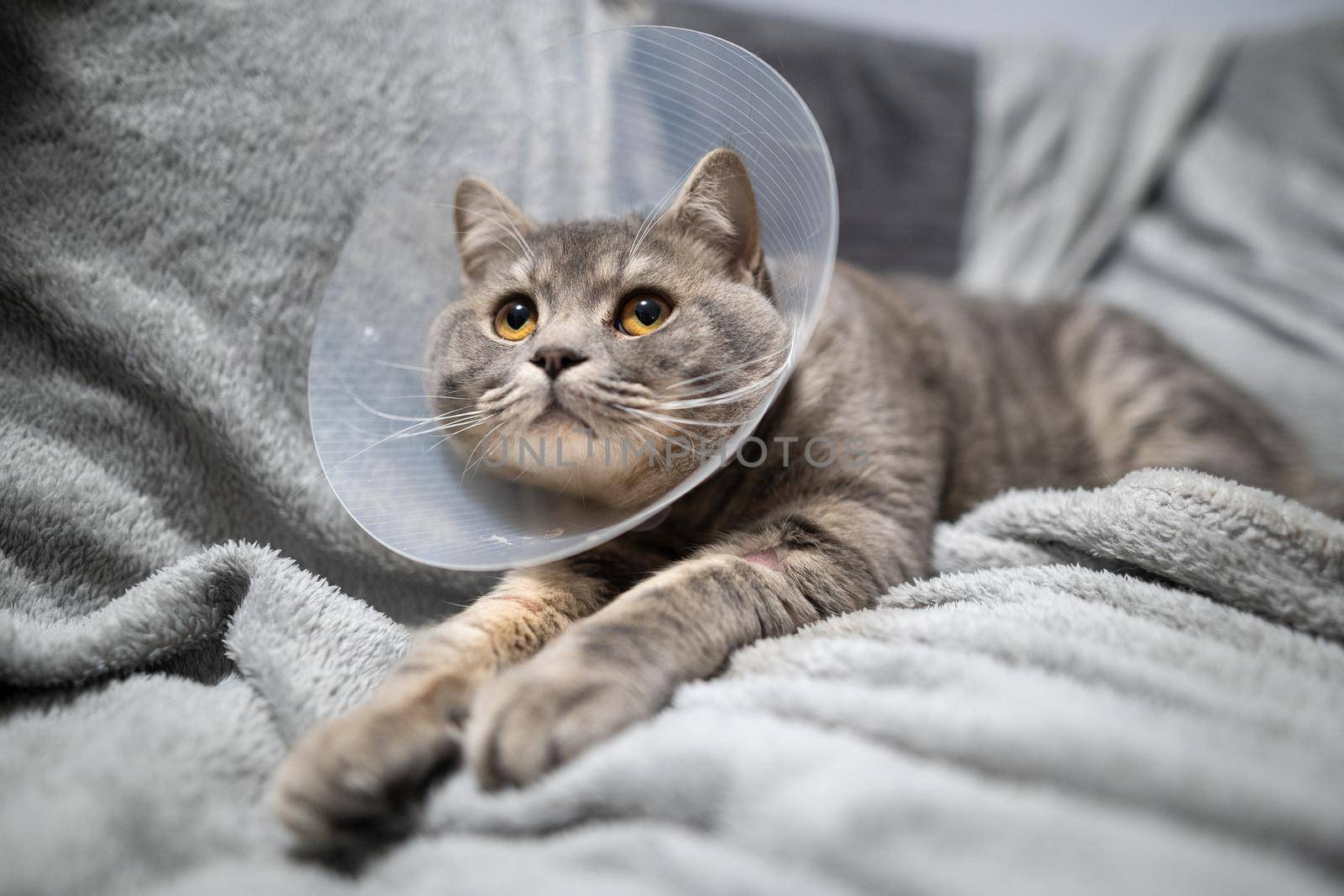 Sick gray Scottish Straight breed cat wearing pet medical collar cone Elizabethan collar to avoid licking at house. British cat after surgery at home on couch wearing protective plastic cone on head by Tomashevska