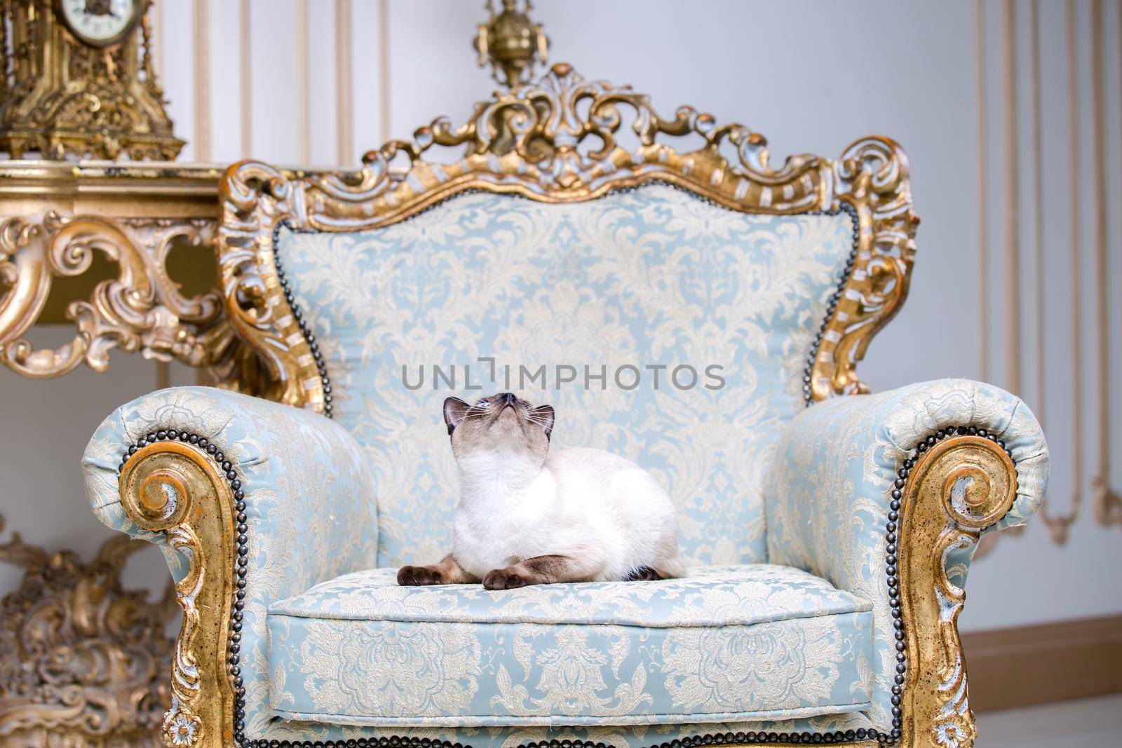 Beautiful rare breed of cat Mekongsky Bobtail female pet cat without tail sits interior of European architecture on retro vintage chic royal armchair 18th century Versailles palace. Baroque furniture.