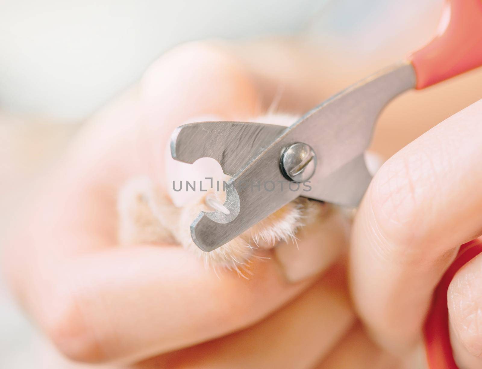 Woman trimming nails of domestic cat with clippers, close-up.