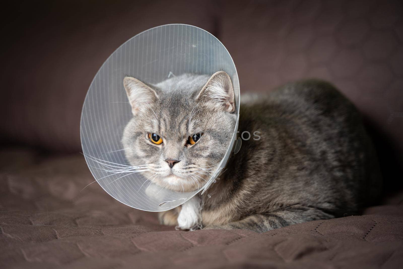 Gray Scottish straight-eared cat in a platsik veterinary collar after surgery lies sad at home on the couch. Exhausted British breed cat with vet Elizabethan collar to prevent licking wounds at home by Tomashevska