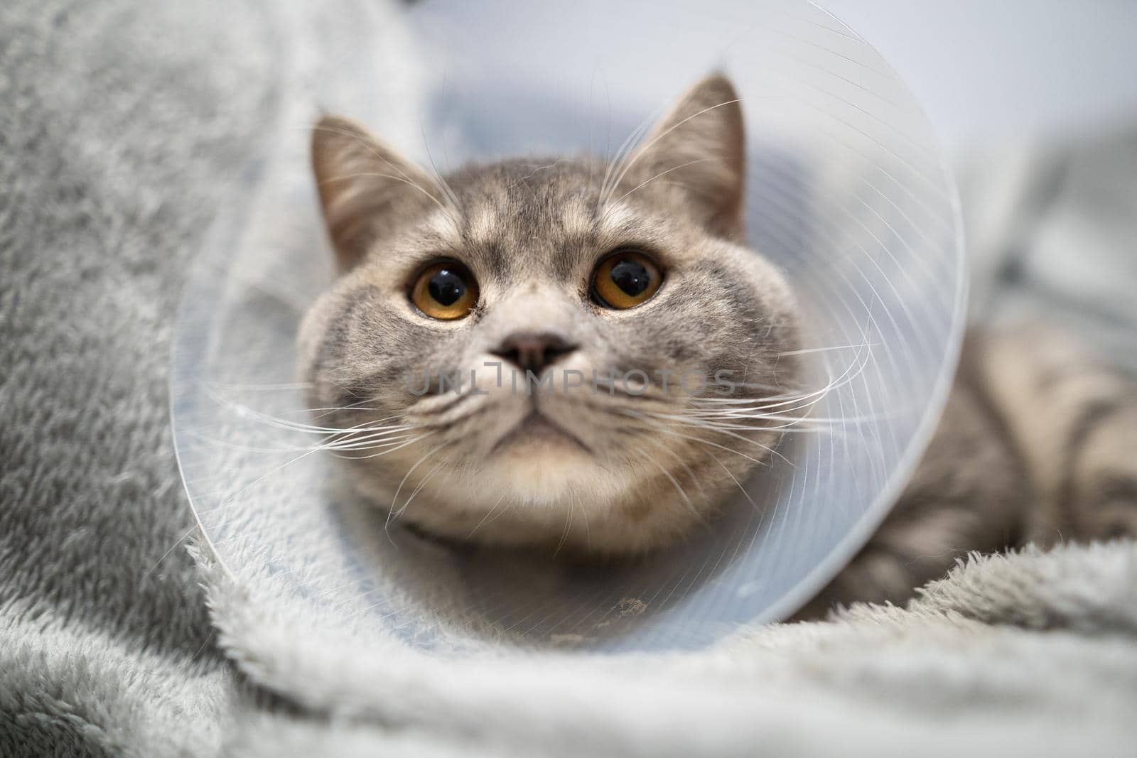 Gray Scottish straight-eared cat in a platsik veterinary collar after surgery lies sad at home on the couch. Exhausted British breed cat with vet Elizabethan collar to prevent licking wounds at home by Tomashevska