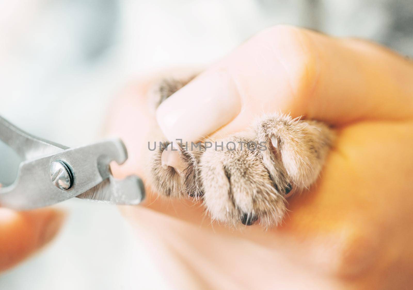 Veterinarian trimming claws of cat with clippers. by alexAleksei