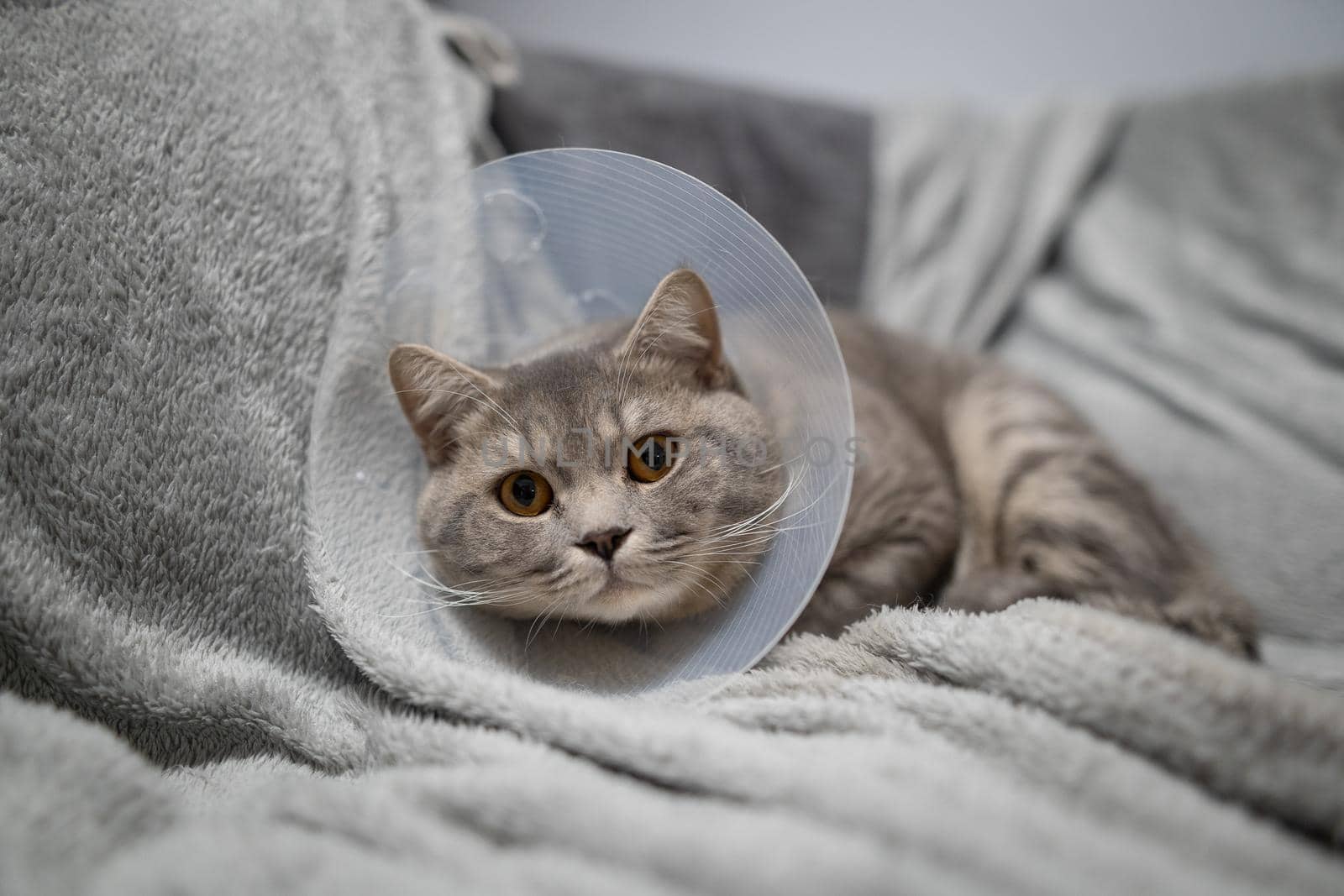 Domestic gray British Shorthair cat with orange eyes in a protective collar at home on the couch after surgery. The topic is medicine and the protection of pets. The cat is resting after castration by Tomashevska