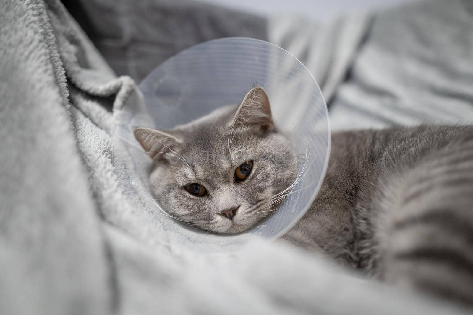 Domestic gray British Shorthair cat with orange eyes in a protective collar at home on the couch after surgery. The topic is medicine and the protection of pets. The cat is resting after castration by Tomashevska