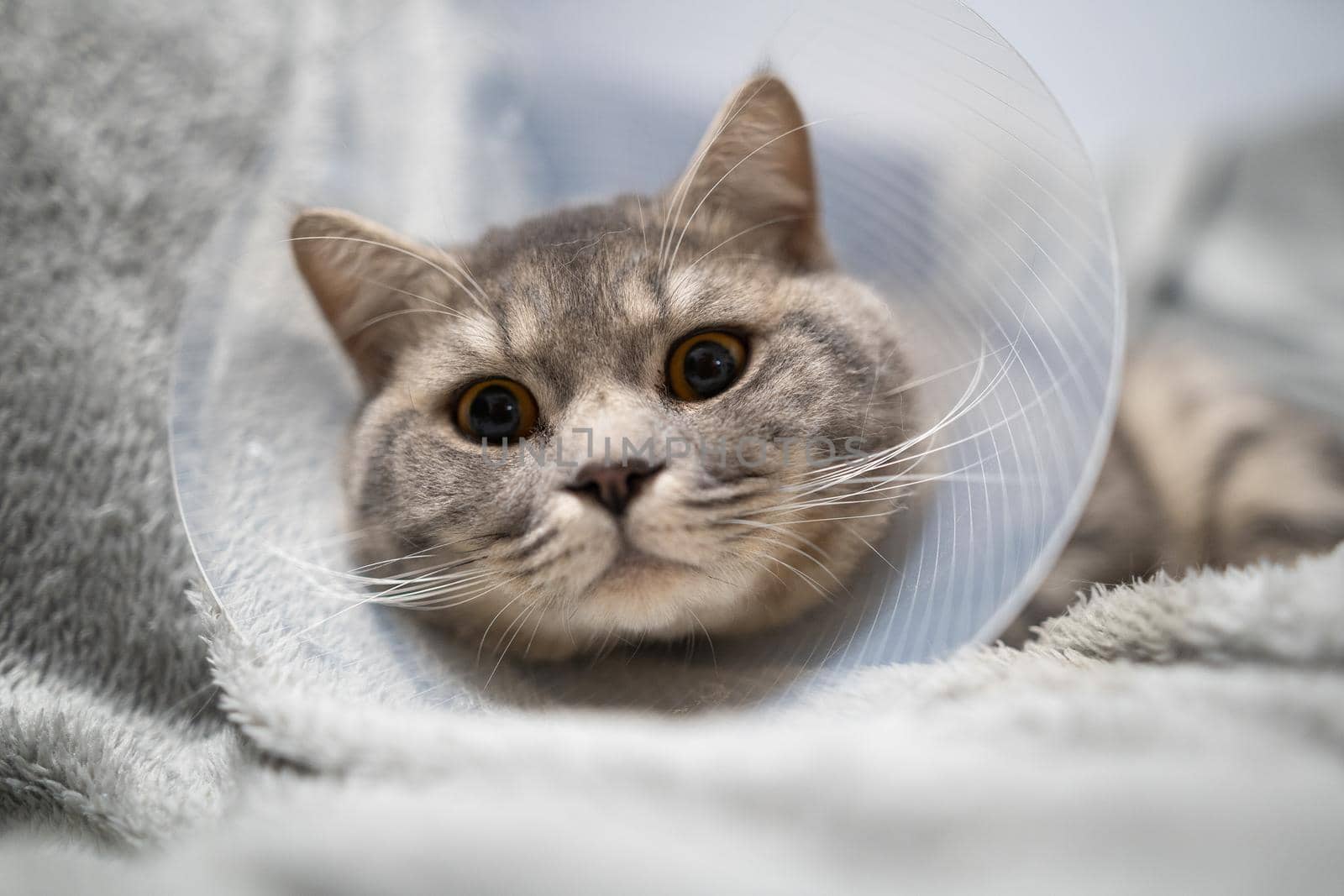 Sick gray Scottish Straight breed cat wearing pet medical collar cone Elizabethan collar to avoid licking at house. British cat after surgery at home on couch wearing protective plastic cone on head.