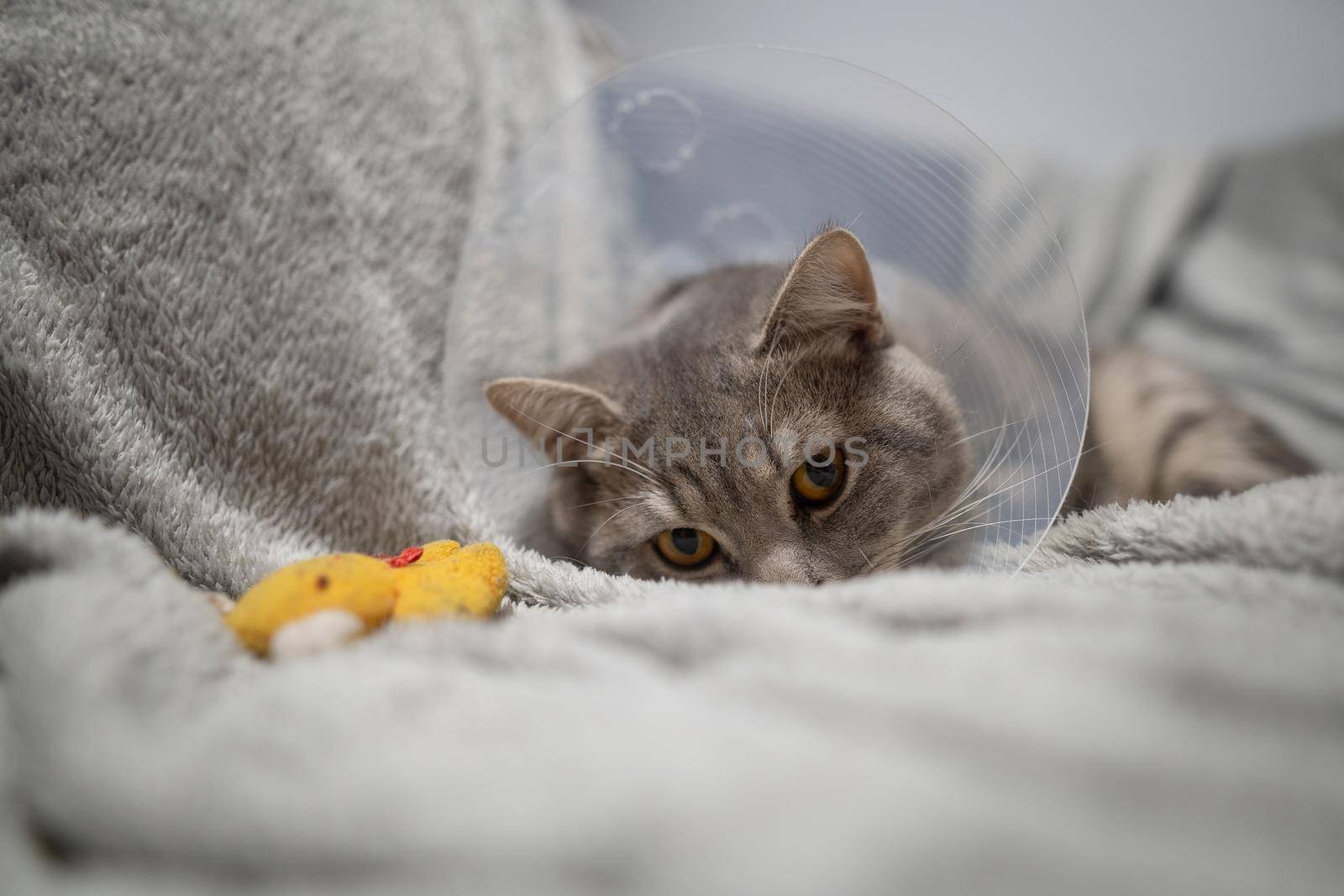 Gray Scottish straight-eared cat in a platsik veterinary collar after surgery lies sad at home on the couch. Exhausted British breed cat with vet Elizabethan collar to prevent licking wounds at home by Tomashevska