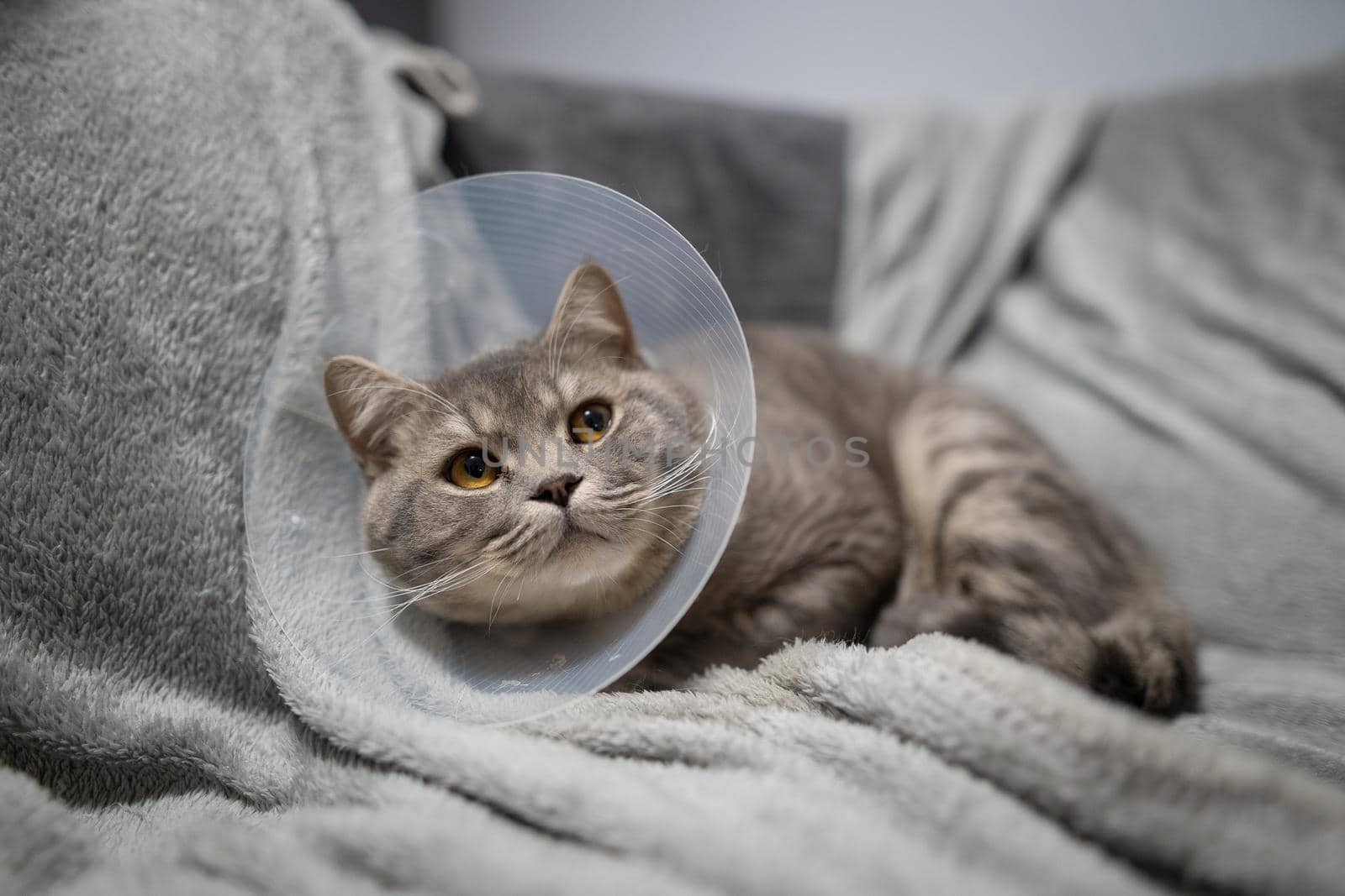 Gray Scottish straight-eared cat in a platsik veterinary collar after surgery lies sad at home on the couch. Exhausted British breed cat with vet Elizabethan collar to prevent licking wounds at home by Tomashevska