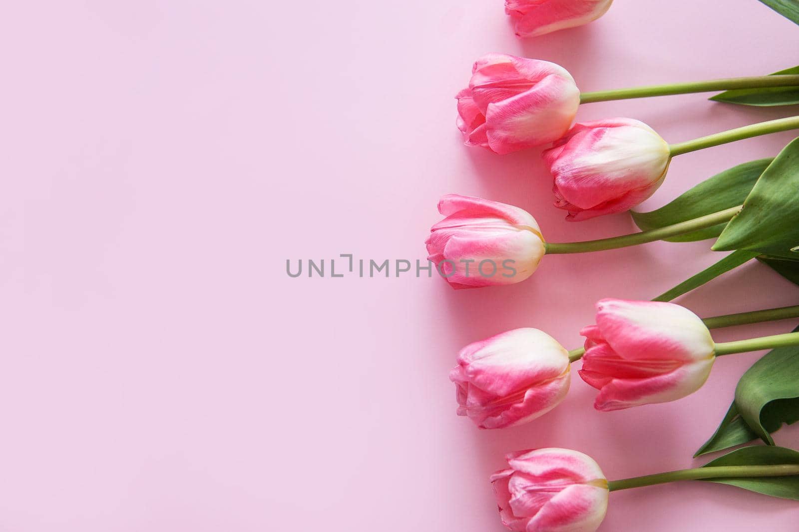 Pink Tulip flowers are arranged on a pink background. The view from the top, flat lay. Empty space for the text. Spring concept. Women's day. Mother's day.