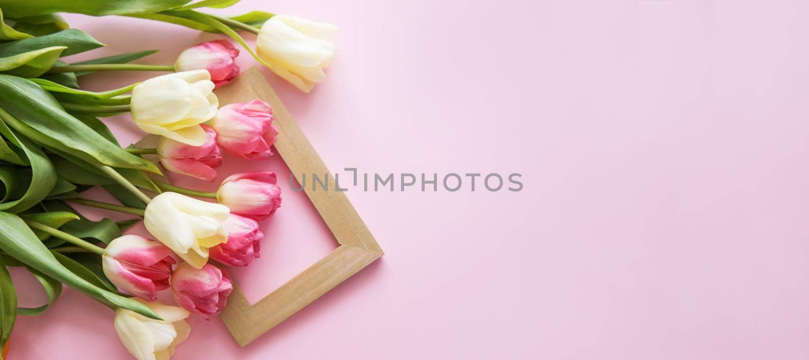 Pink and yellow Tulip flowers on a pink background. The view from the top. The concept of spring. Women's day. Mother's day.