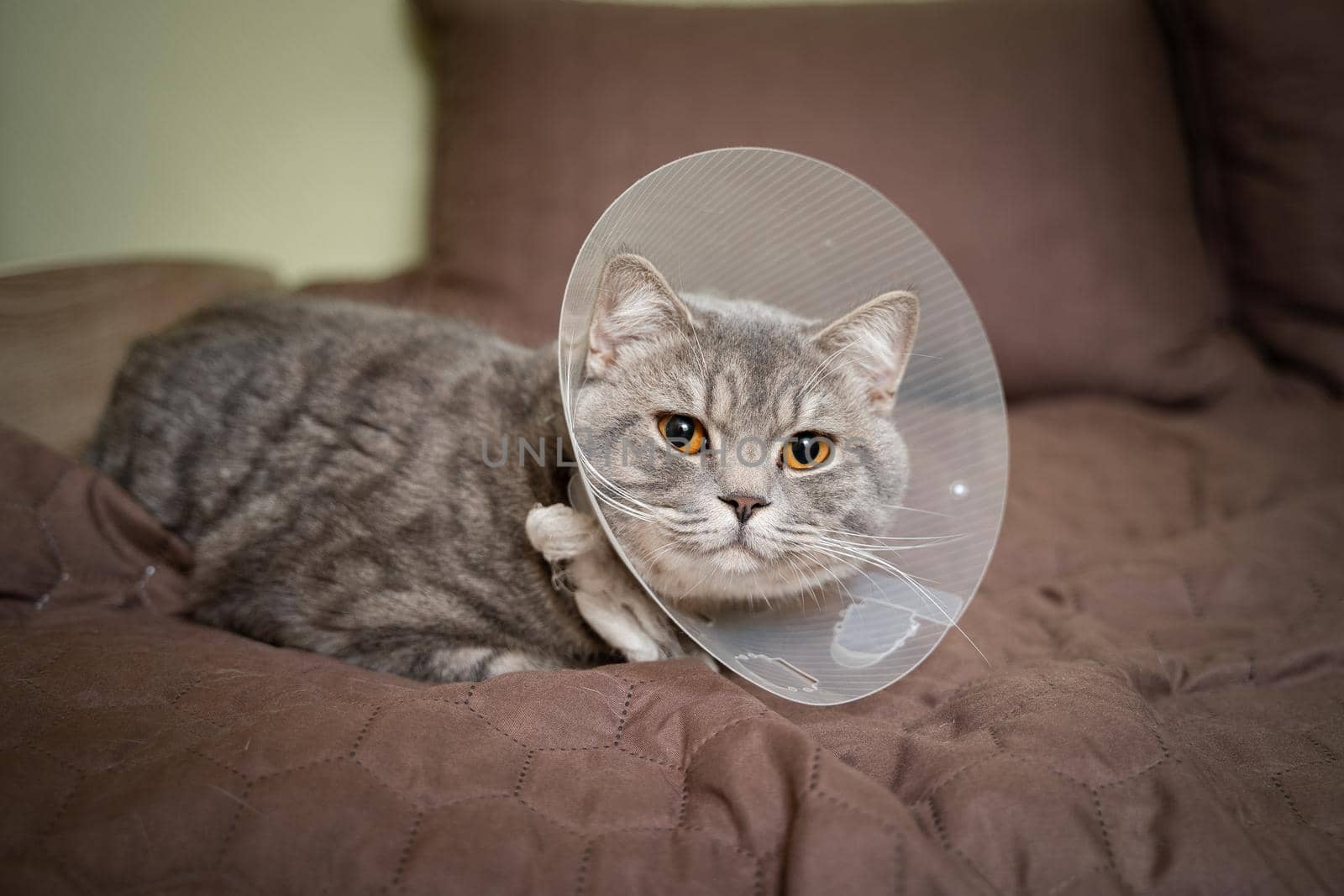 Sick gray Scottish Straight breed cat wearing pet medical collar cone Elizabethan collar to avoid licking at house. British cat after surgery at home on couch wearing protective plastic cone on head.