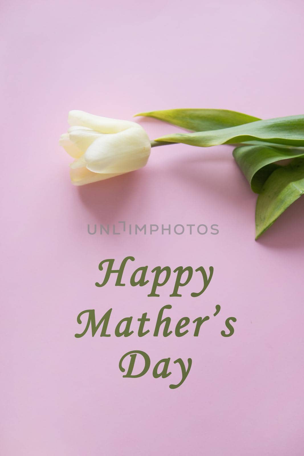 Yellow Tulip flower are arranged on a pink background. The view from the top, flat bed. The concept of minimalism. Empty space for the text. Spring concept. Women's day. Mother's day. by Annu1tochka