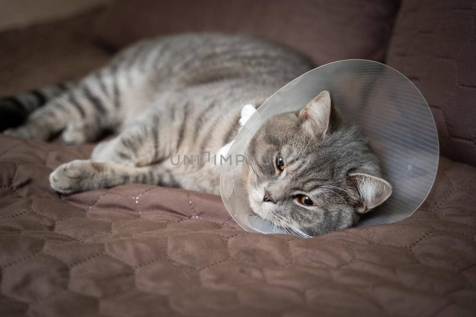 Domestic gray British Shorthair cat with orange eyes in a protective collar at home on the couch after surgery. The topic is medicine and the protection of pets. The cat is resting after castration by Tomashevska