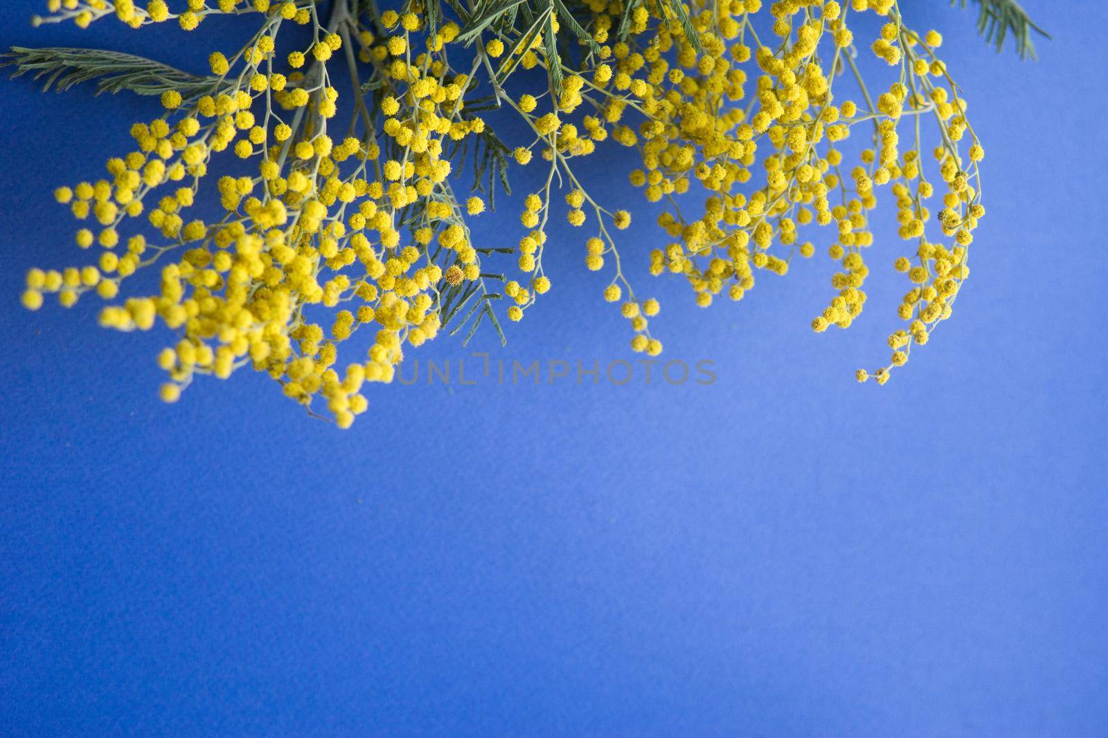 Spring concert. Mimosa on a blue background. Mimosa close-up. Happy spring. Space for text.