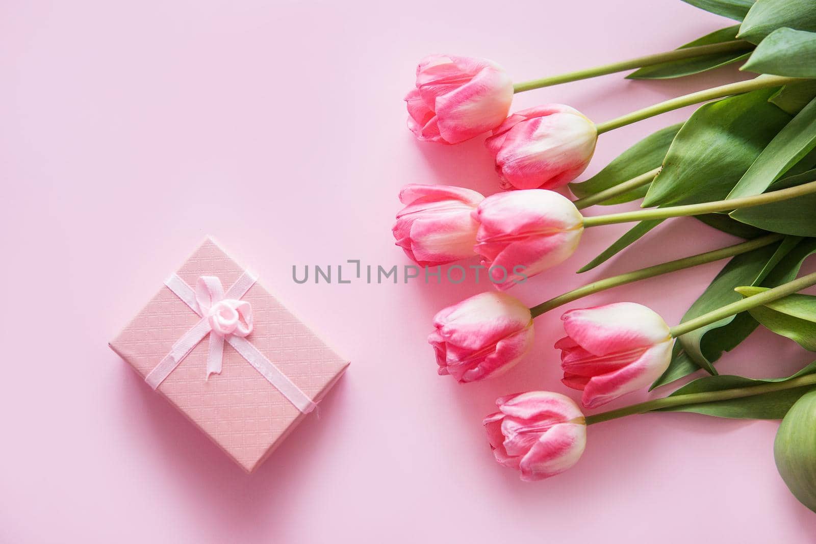 Pink Tulip flowers are arranged on a pink background. The view from the top, flat lay. Empty space for the text. Spring concept. Women's day. Mother's day.