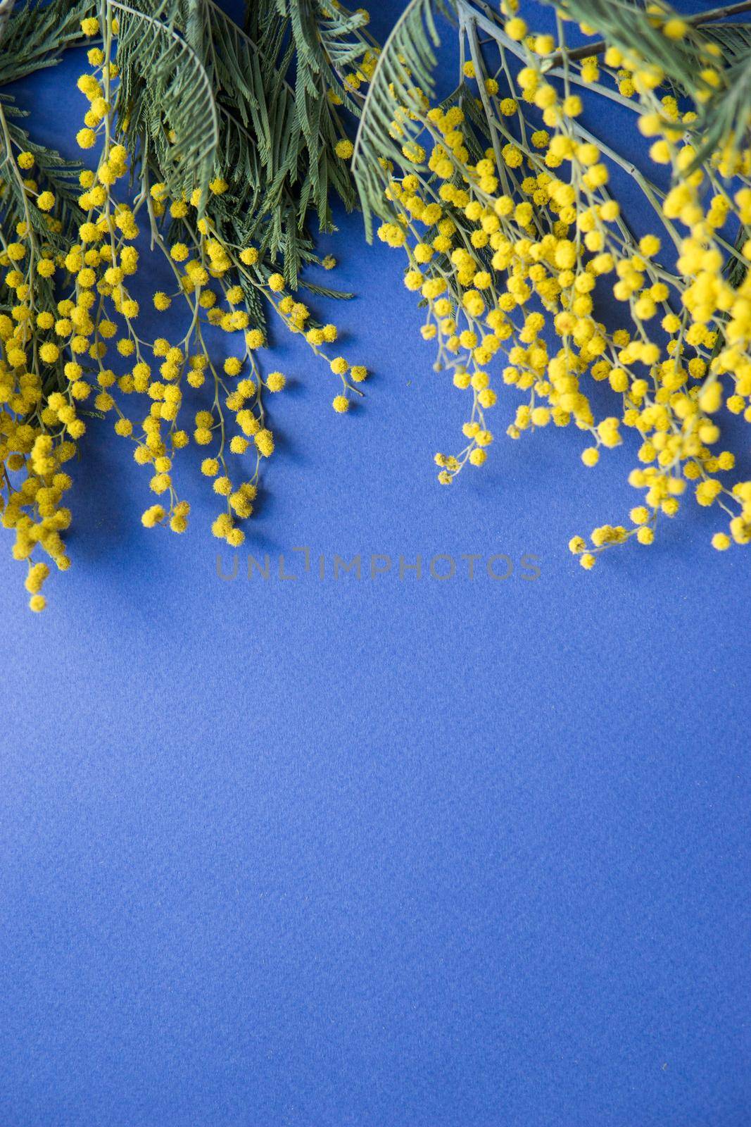 Spring concert. Mimosa on a blue background. Mimosa close-up. Happy spring. Space for text.
