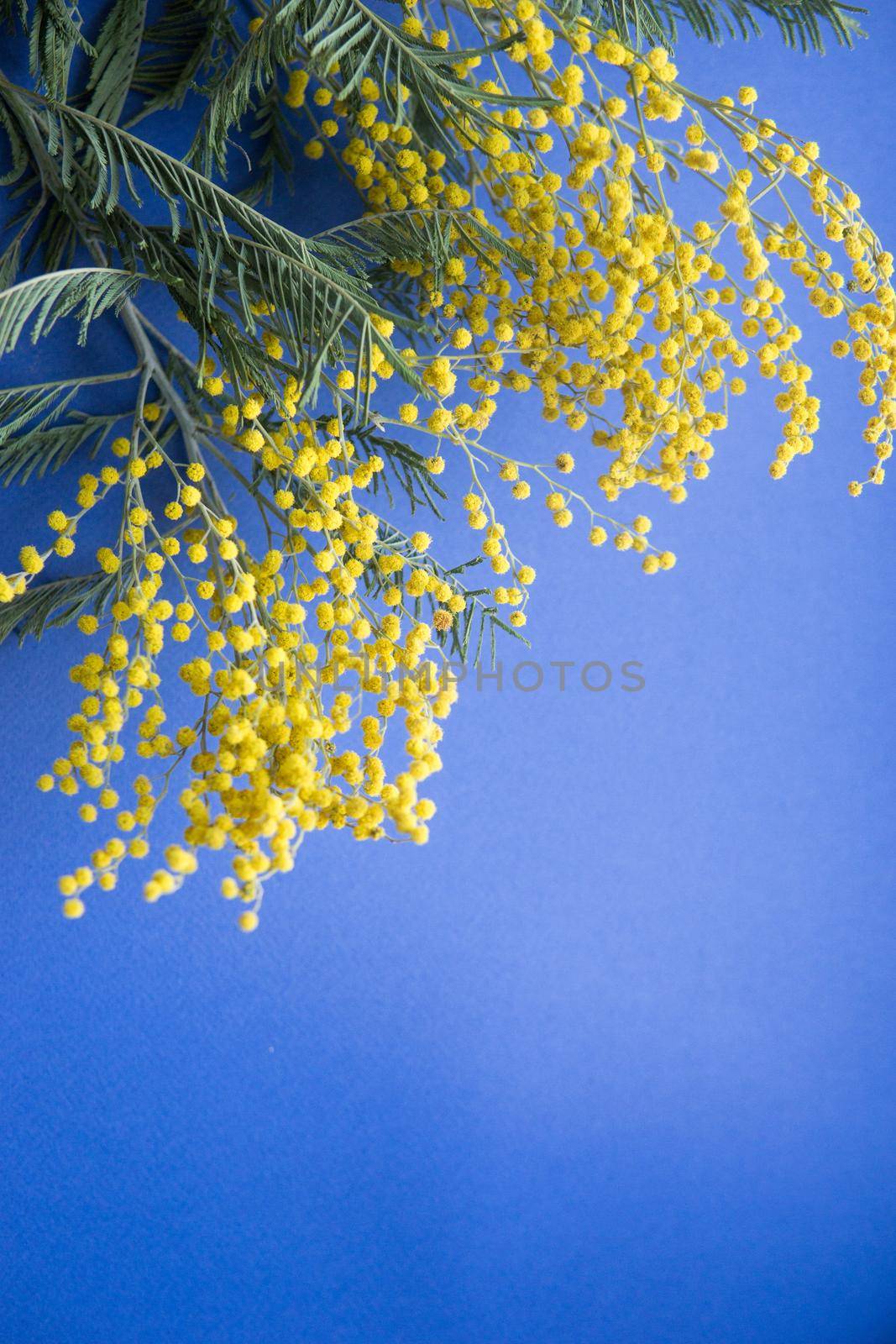 Spring concert. Mimosa on a blue background. Mimosa close-up. Happy spring. Space for text.