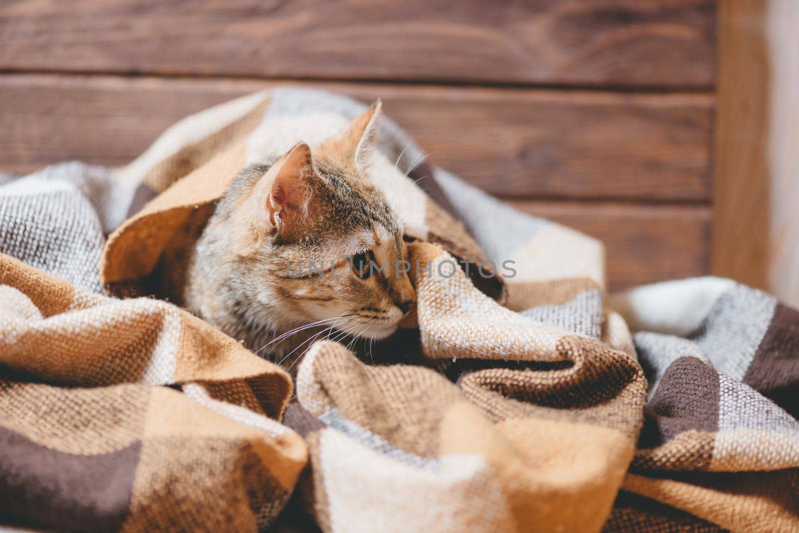 Cute tabby domestic kitten lying under plaid and staring away.