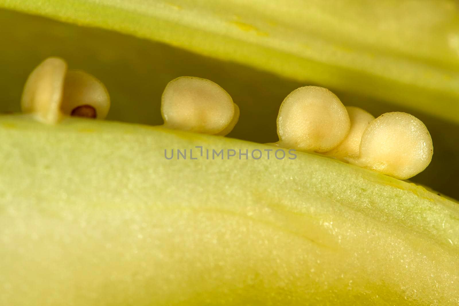 Seeds of light-green sweet pepper. Extra closeup. by marketlan