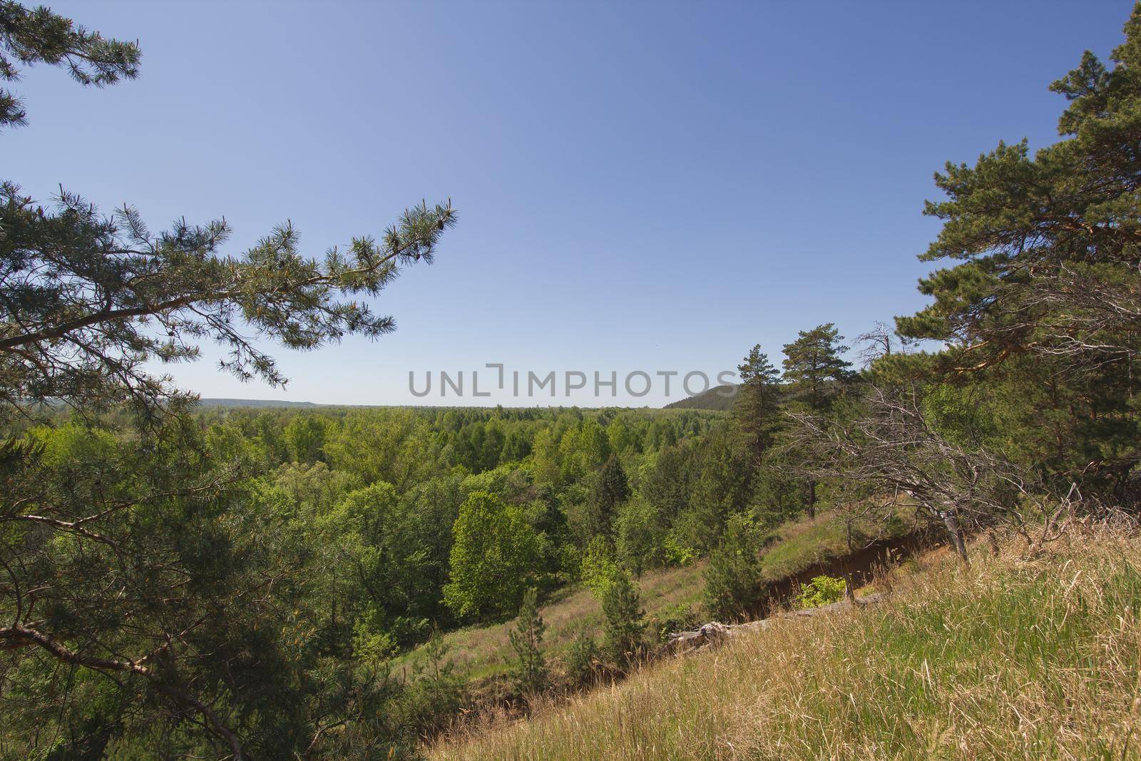 Beautiful view of the lake through the pine tree, horizontal