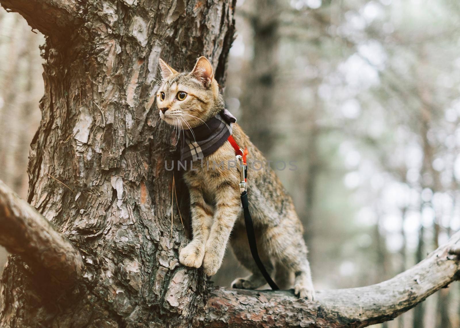 Traveler cat on a leash walking on tree. by alexAleksei