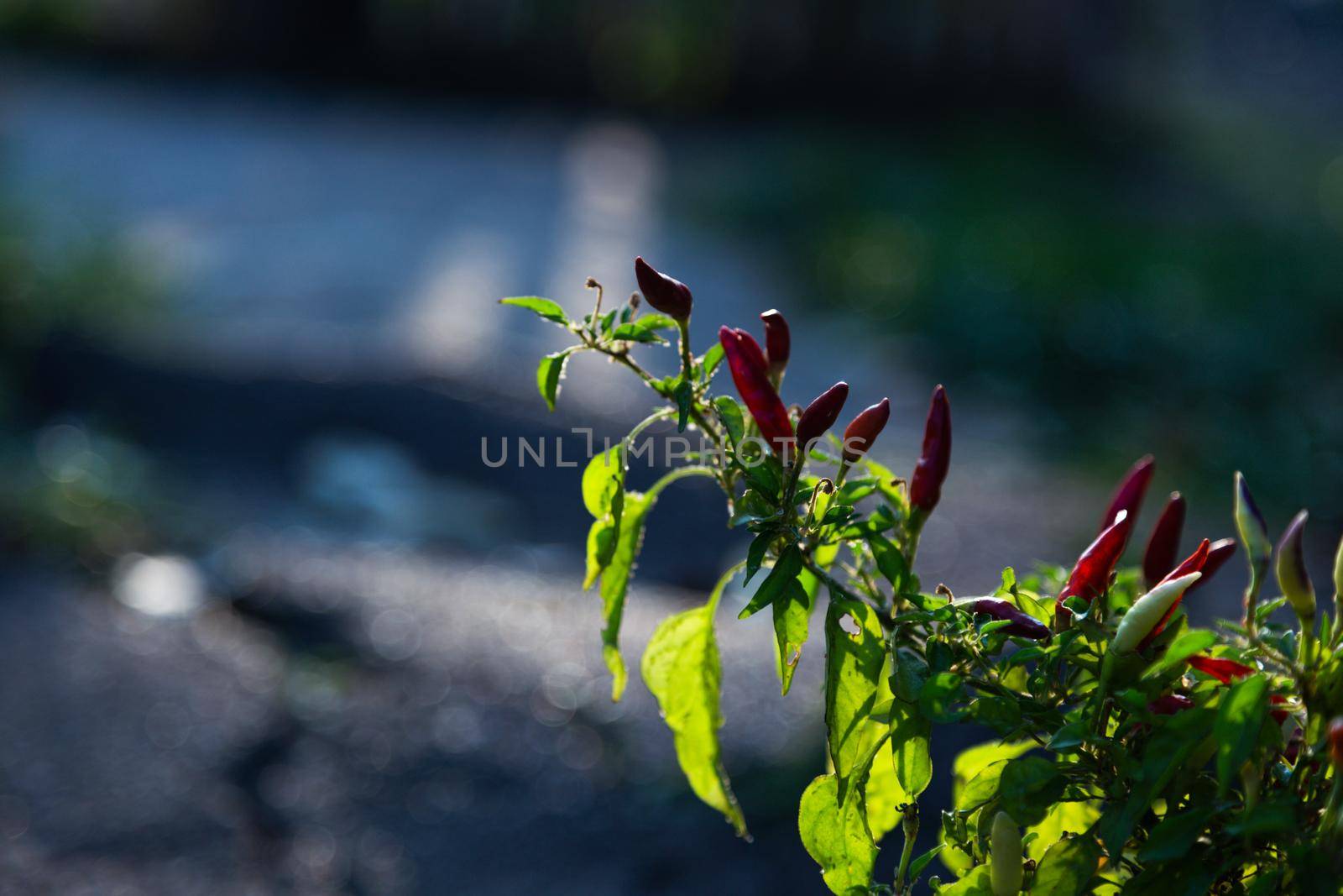 Bright colored pepper plants - hot chilly peppers in soft focus. Little red hot Hawaiian Chile Peppers on a branch, closeup. by lunarts