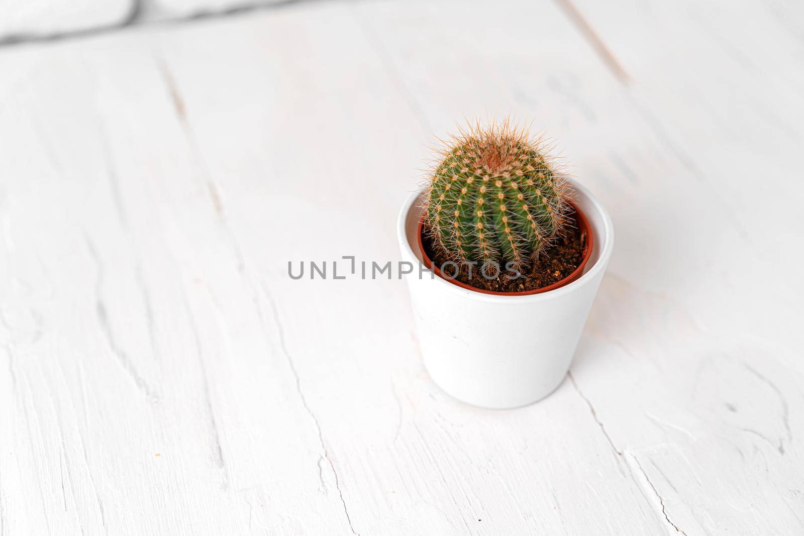 Round cactus in white pot on white wooden table, close up