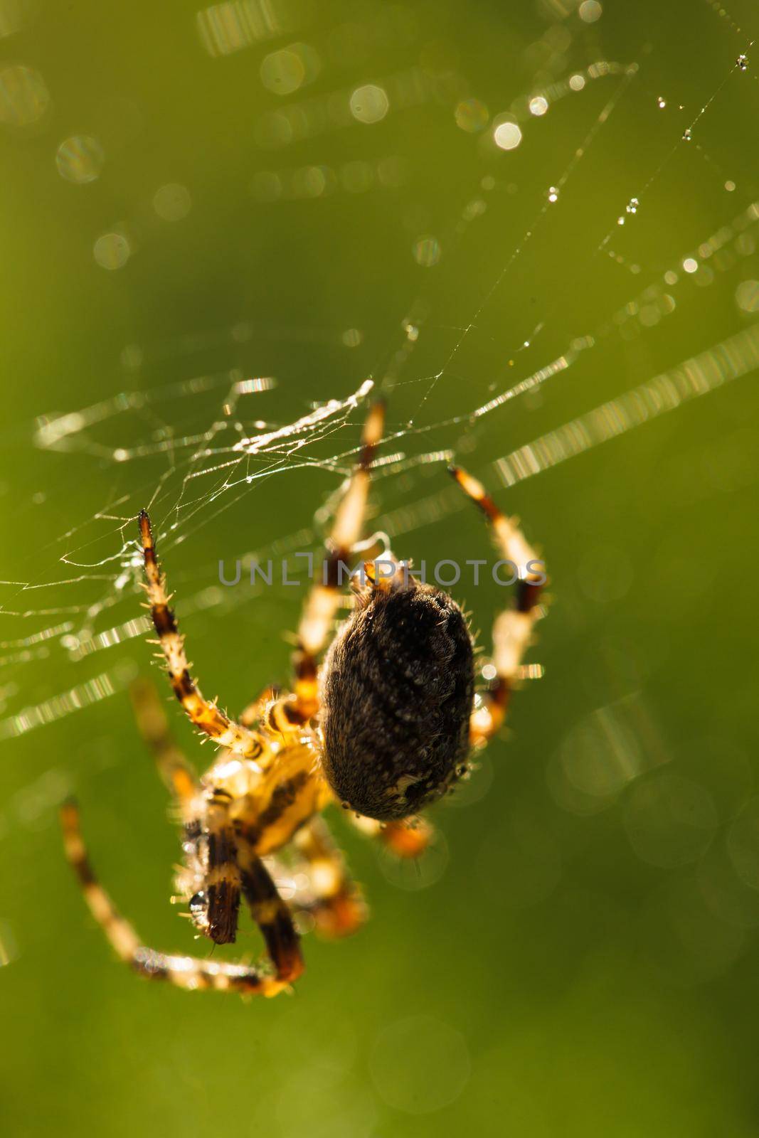 Spider is doing the web, macro view