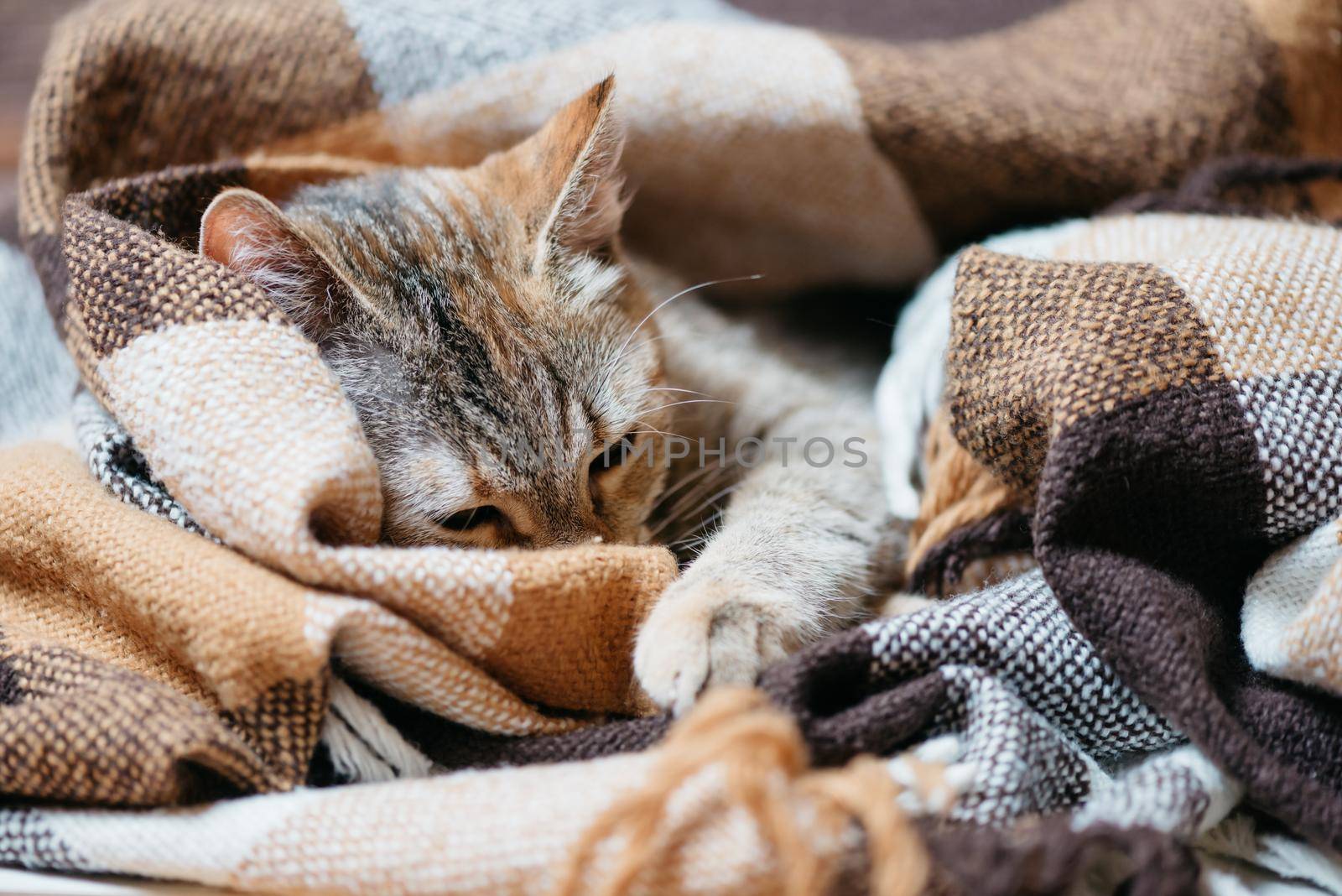 Cute domestic cat lying and sleeping on plaid.