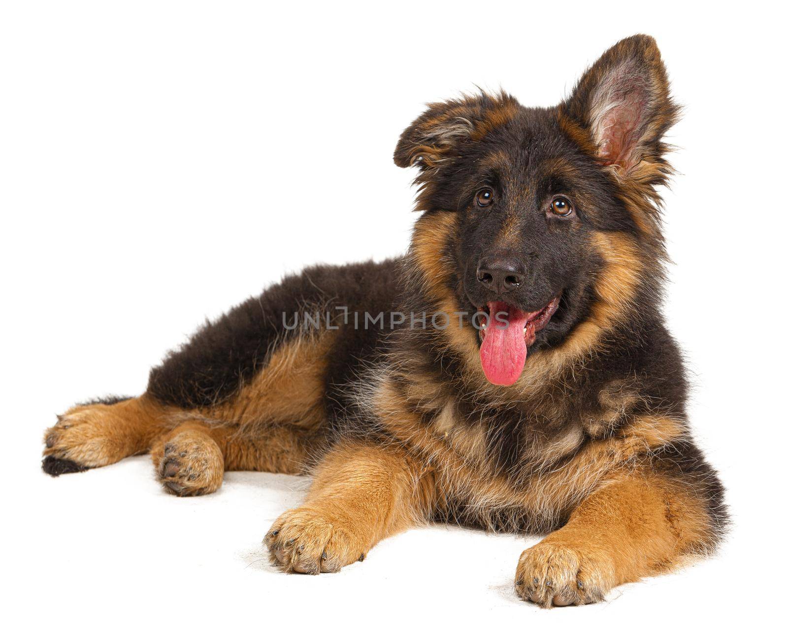 German shepherd puppy isolated on white background by Fabrikasimf