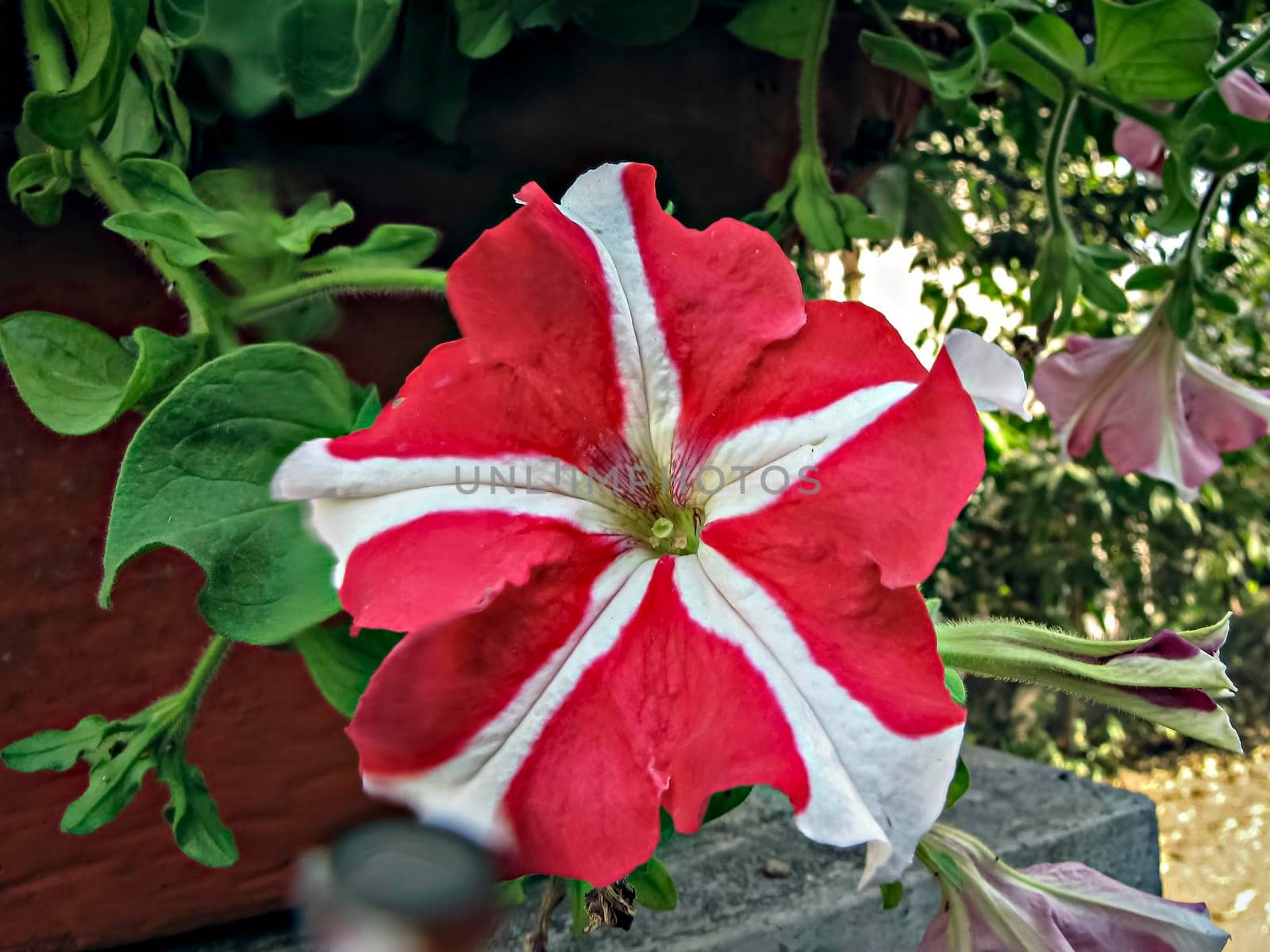 Close up image of red and white isolated Petunia flower blossoming . by lalam