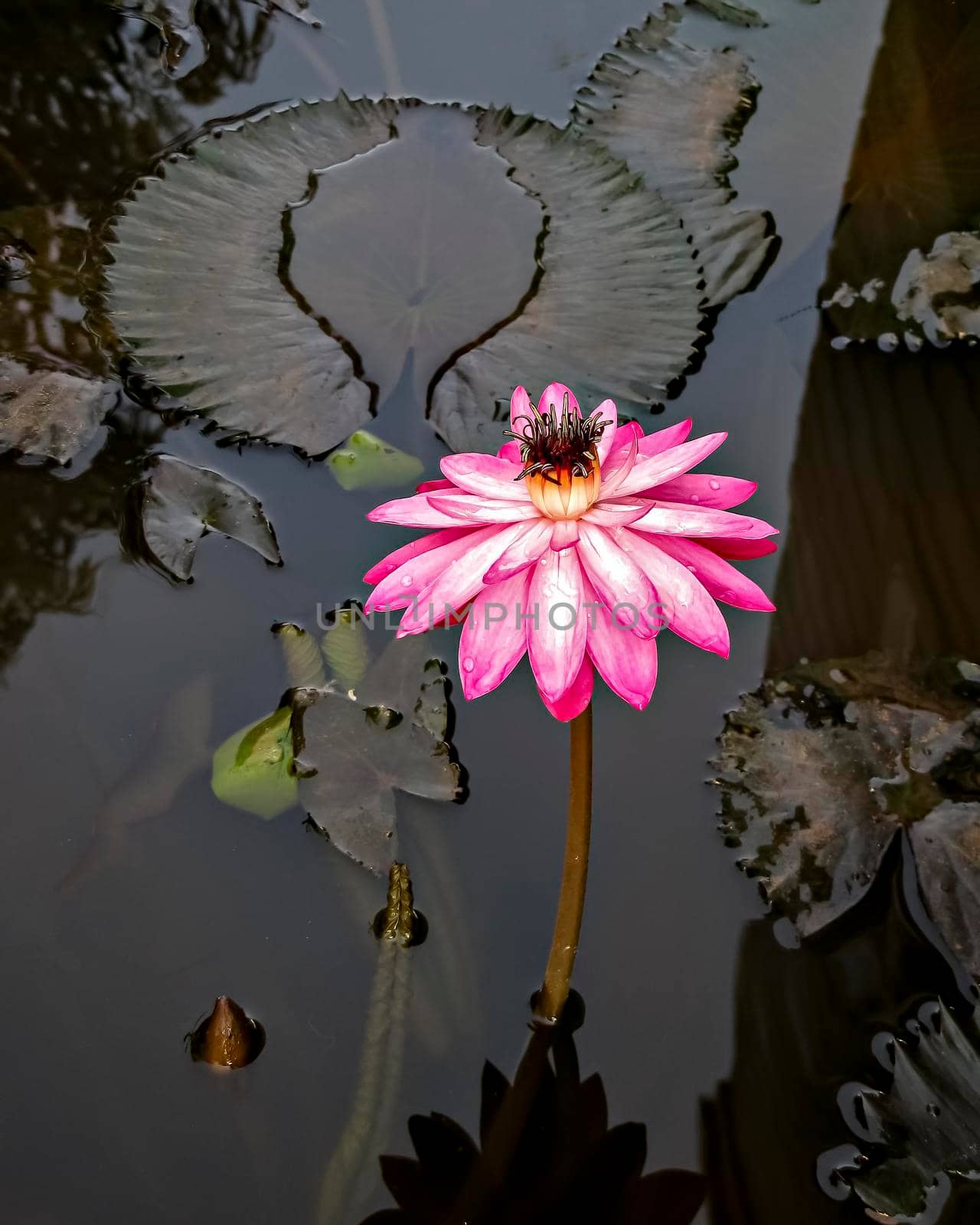 Close up image of a beautiful dark pink lotus flower with leaves in water. by lalam