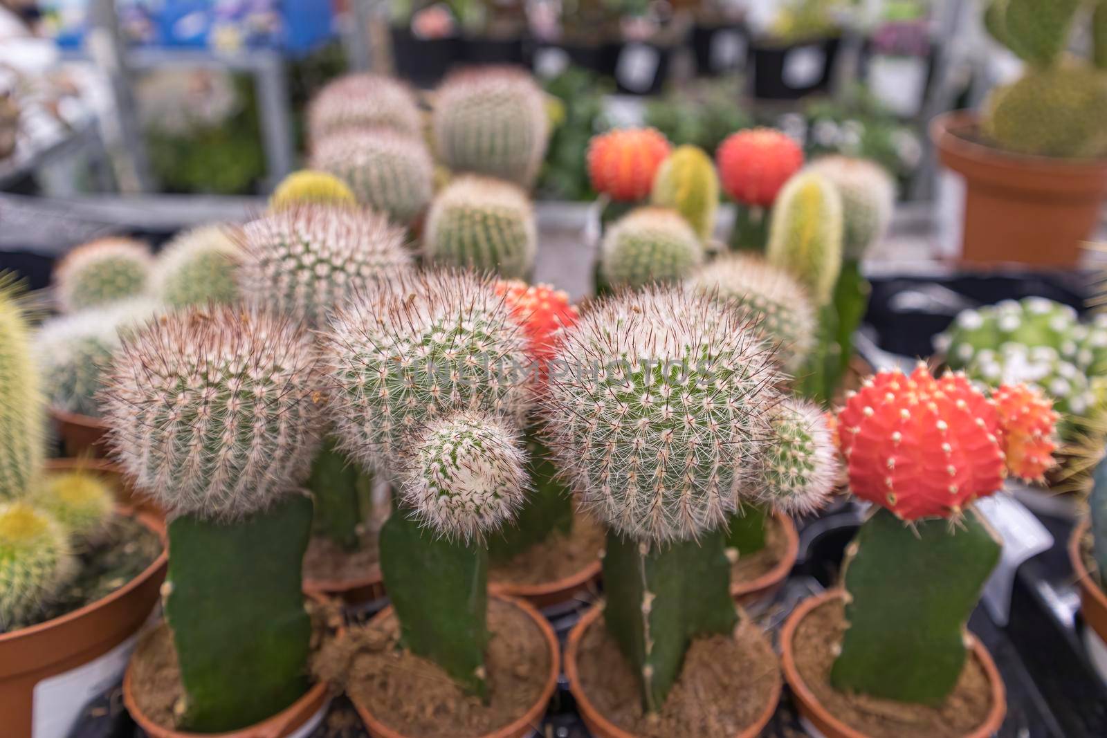 colorful cacti on the shelves of stores close-up. High quality photo