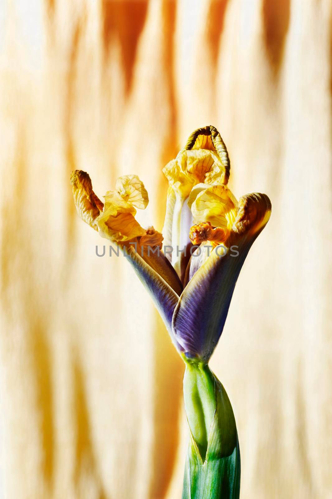 Beautiful yellow-blue iris flower against colored background , almost wilting flower
