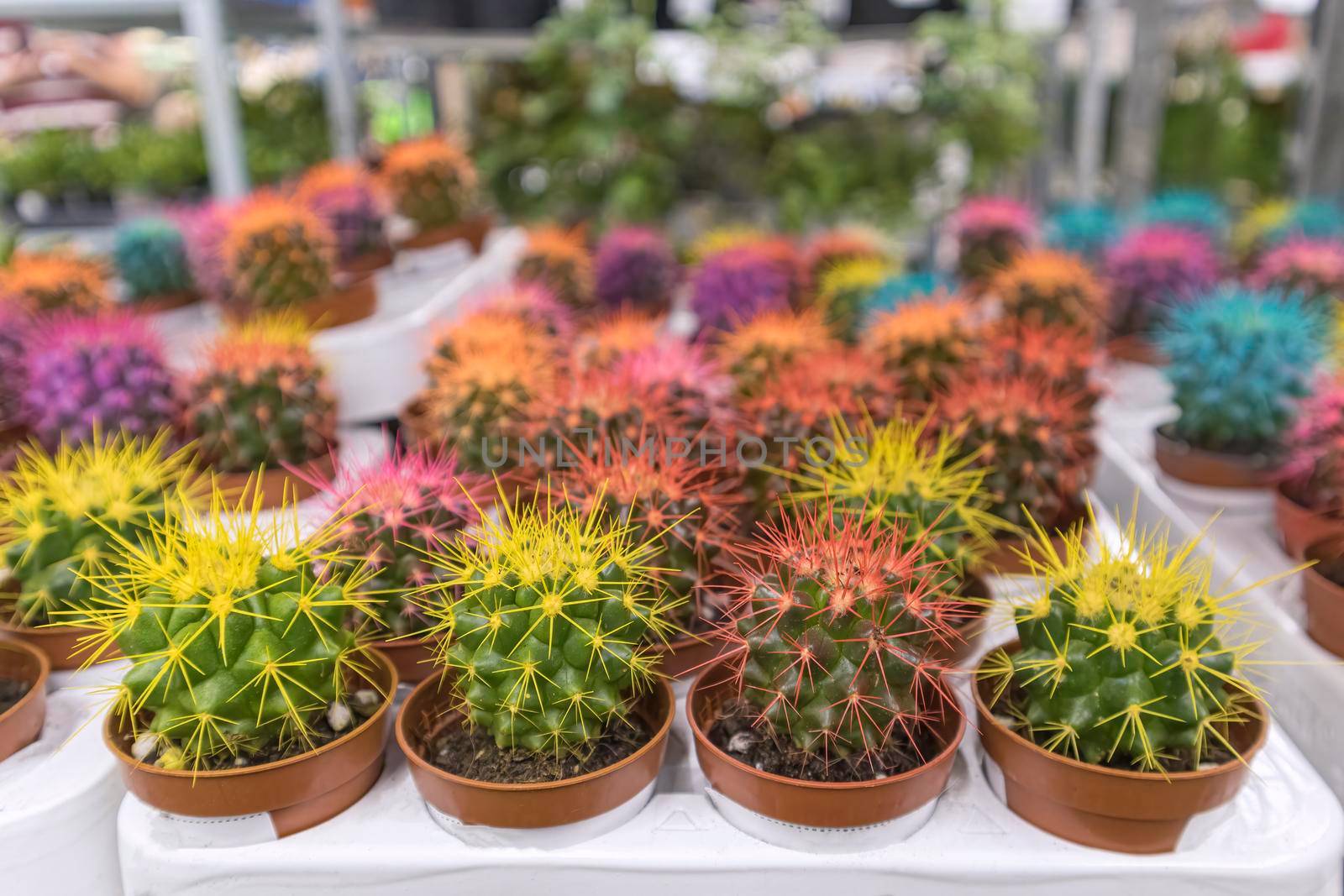 colorful cacti on the shelves of stores close-up. High quality photo