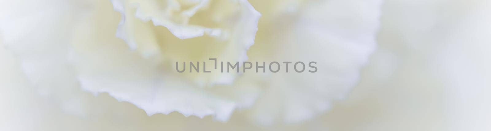 Retro art, vintage card and botanical concept - Abstract floral background, white carnation flower. Macro flowers backdrop for holiday brand design