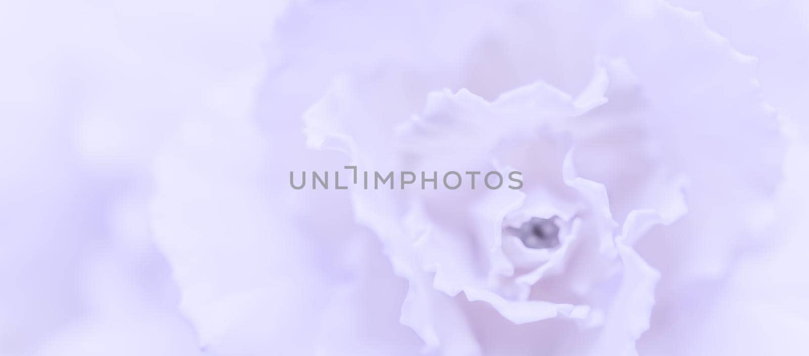 Retro art, vintage card and botanical concept - Abstract floral background, pale violet carnation flower. Macro flowers backdrop for holiday brand design