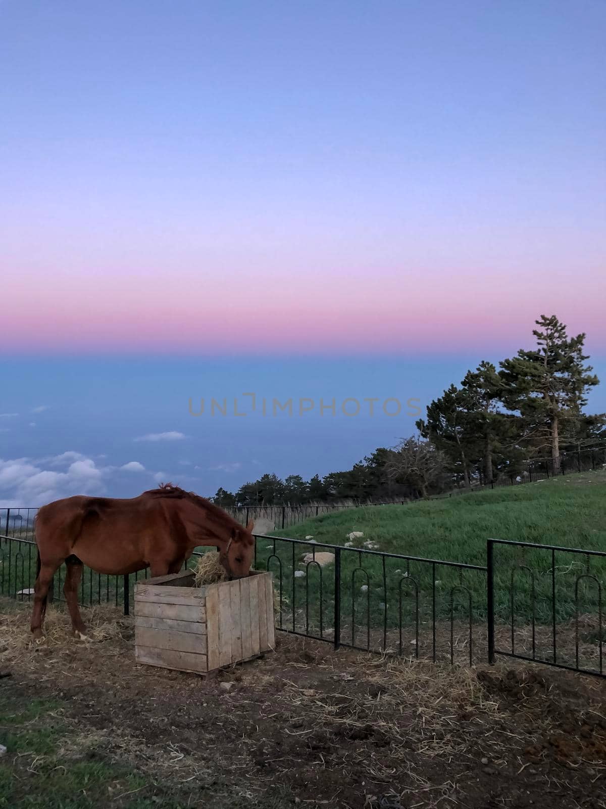 Scenic View Of Cloudscape Against Sky During Sunset with horse - stock photo by kaliaevaen