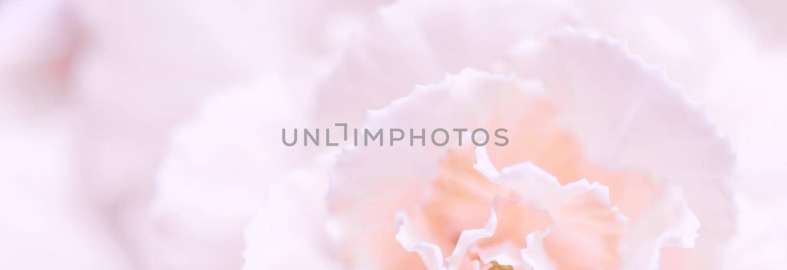 Retro art, vintage card and botanical concept - Abstract floral background, pale pink carnation flower. Macro flowers backdrop for holiday brand design