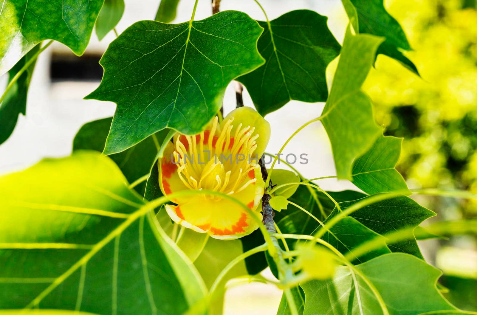 Detail of tulip tree -liriodendron or yellow poplar - with yellow -orange flower