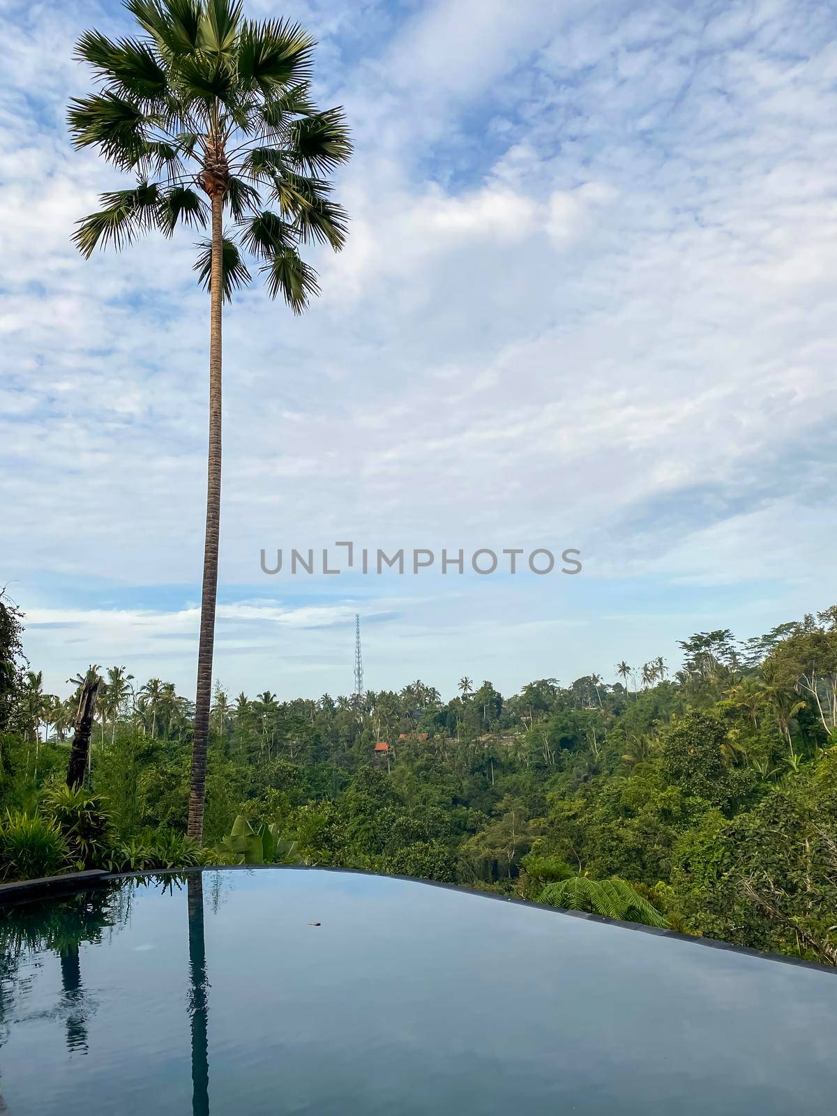 Infinity pool in the jungle of Ubud in Bali, Indonesia by kaliaevaen
